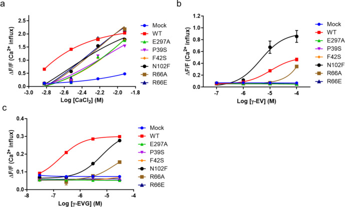 Cryo-EM structure of the calcium-sensing receptor complexed with the kokumi substance γ-glutamyl-valyl-glycine.