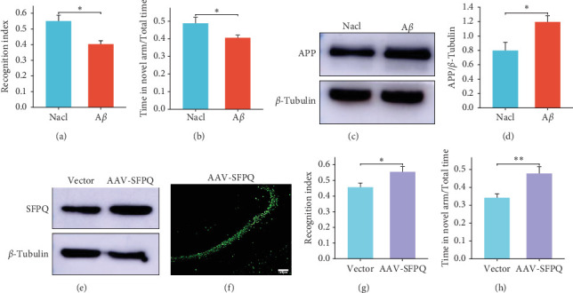 Overexpression of SFPQ Improves Cognition and Memory in AD Mice.