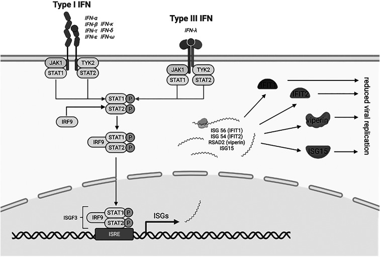 Common Cold Coronavirus 229E Induces Higher Interferon Stimulating Gene Responses in Human Nasal Epithelial Cells from Patients with Chronic Rhinosinusitis with Polyposis.