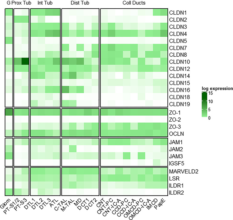 Exploring the Critical Role of Tight Junction Proteins in Kidney Disease Pathogenesis.