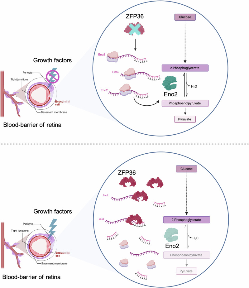 RNA-binding proteins as versatile metabolic regulators.