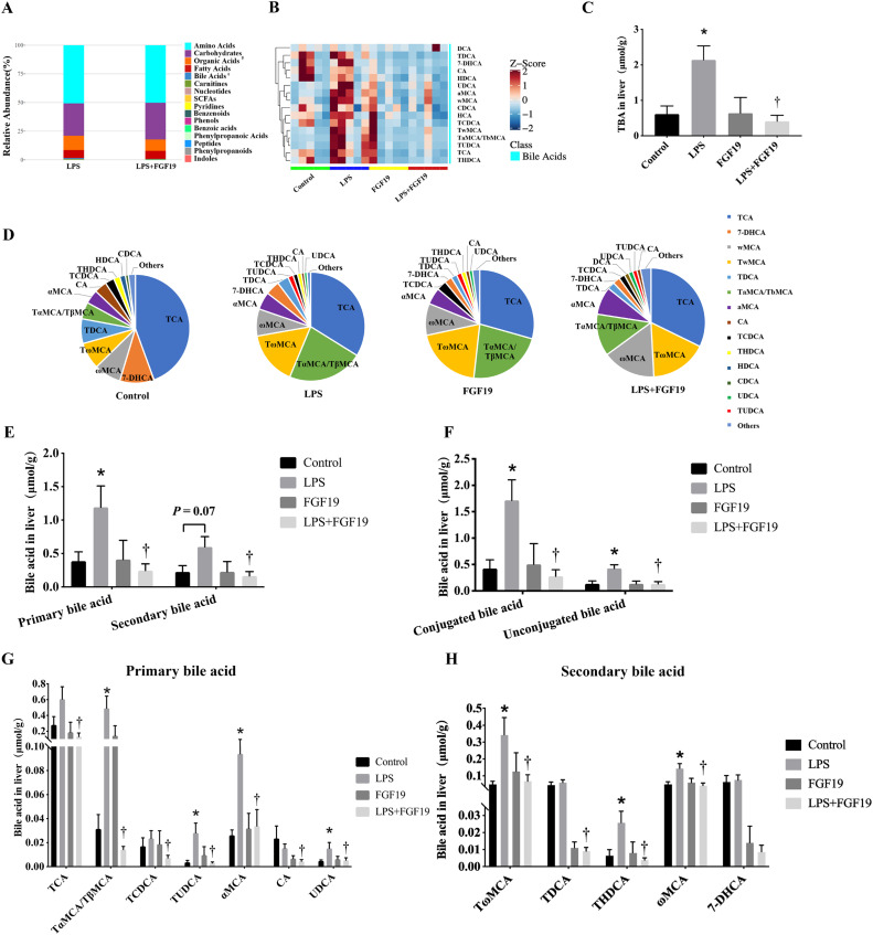 Intestine-derived fibroblast growth factor 19 alleviates lipopolysaccharide-induced liver injury by regulating bile acid homeostasis and directly improving oxidative stress