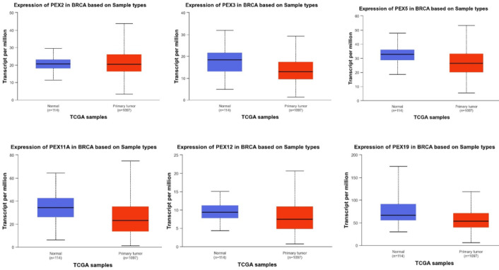 Bioinformatics Analysis of Peroxisomal Biogenesis Factor Proteins in Breast Malignancy for Introducing Potential Prognostic Biomarkers.