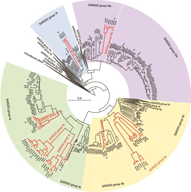 Genome-streamlined SAR202 bacteria are widely present and active in the euphotic ocean.