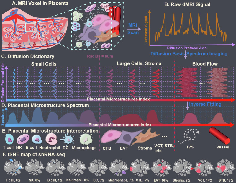 Quantitative and longitudinal assessment of human placental inflammation using diffusion basis spectrum imaging.