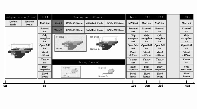 A preliminary exploration of establishing a mice model of hypoxic training.