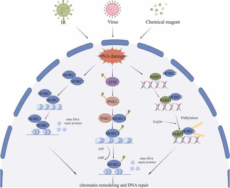 Biological functions and molecular mechanisms of MORC2 in human diseases