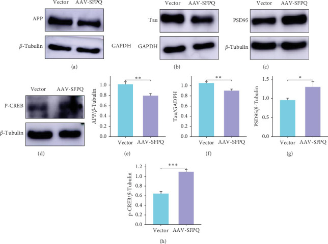 Overexpression of SFPQ Improves Cognition and Memory in AD Mice.