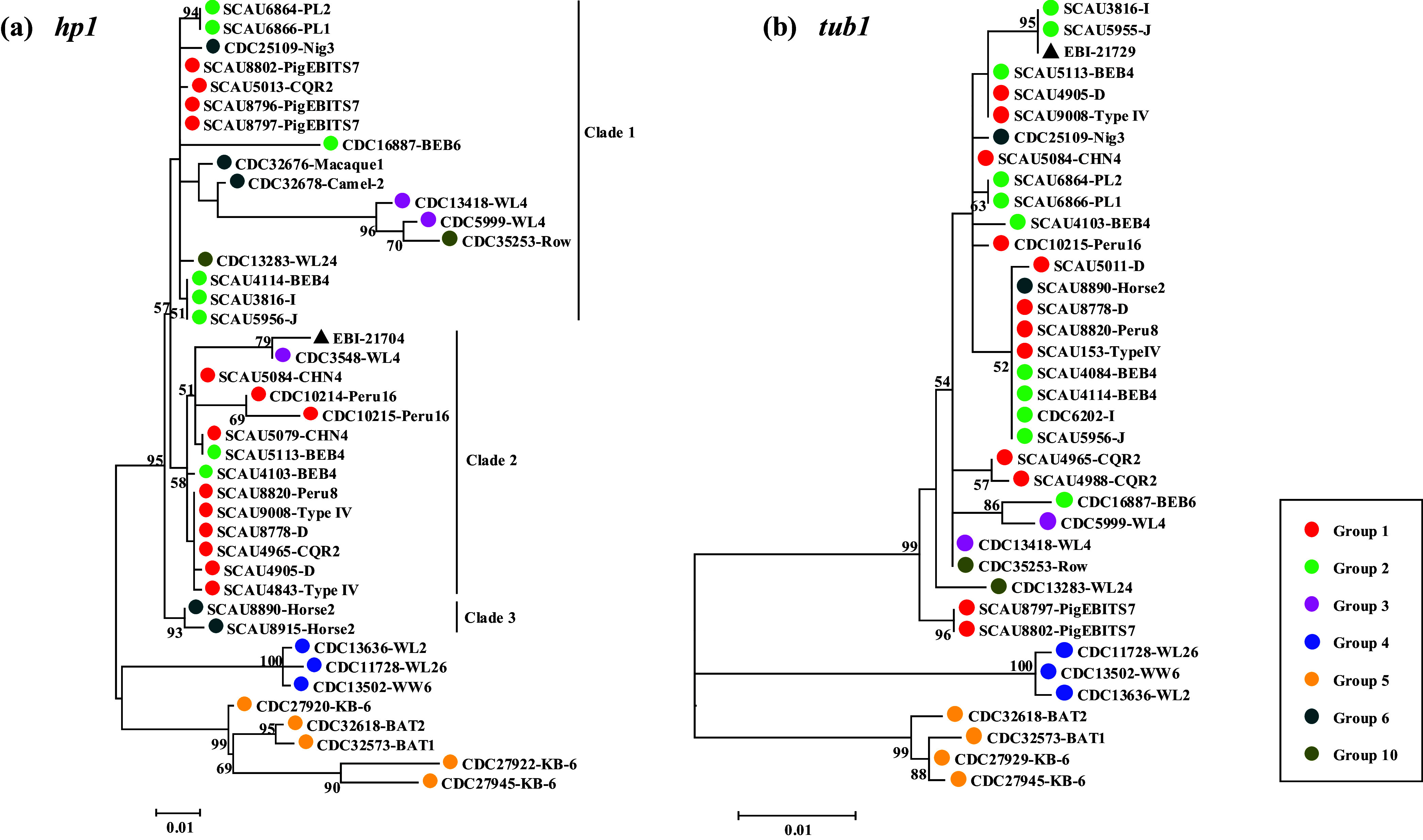 Identification of two new genetic loci for high-resolution genotyping of Enterocytozoon bieneusi.
