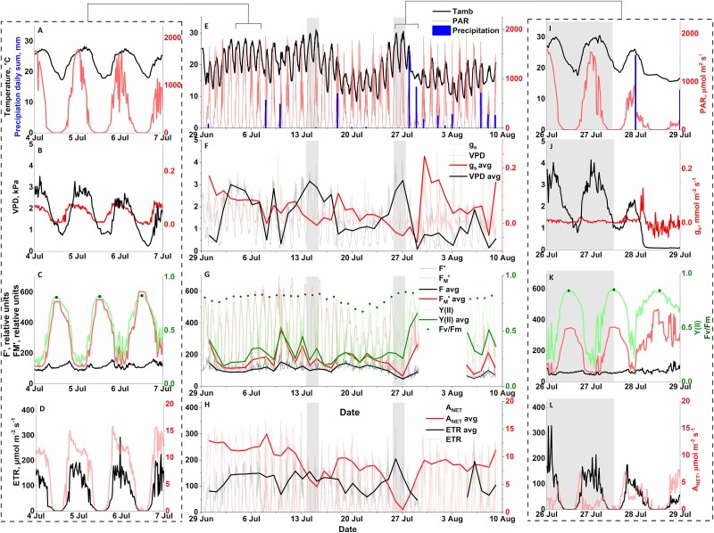 Field integration of shoot gas-exchange and leaf chlorophyll fluorescence measurements to study the long-term regulation of photosynthesis in situ.