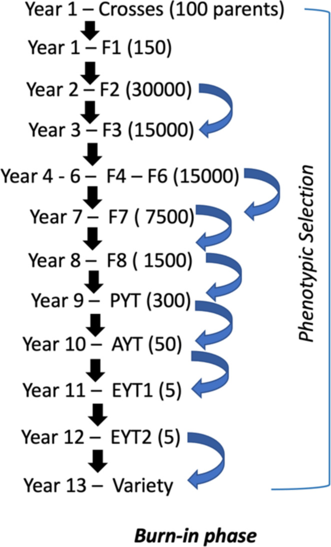 Evaluating genomic selection and speed breeding for Fusarium head blight resistance in wheat using stochastic simulations.