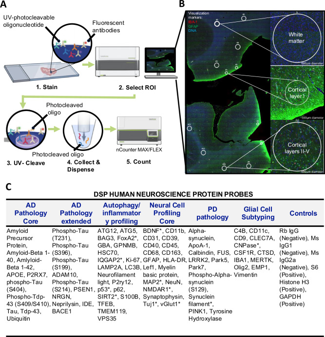 Multiplex digital spatial profiling identifies subregion dependent targeted proteome changes across variants of dementia.