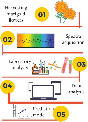 Quality Assurance of Total Carotenoids and Quercetin in Marigold Flowers (<i>Tagetes erecta</i> L.) as Edible Flowers.
