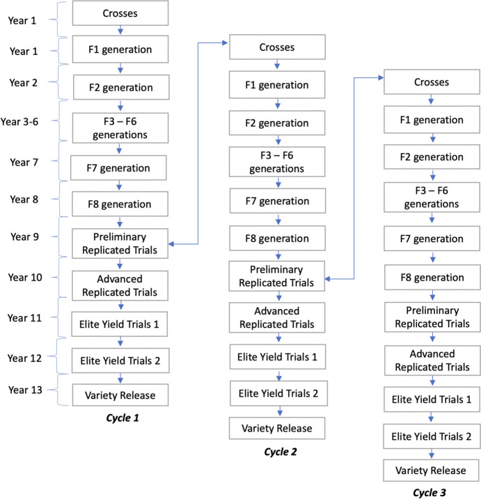 Evaluating genomic selection and speed breeding for Fusarium head blight resistance in wheat using stochastic simulations.
