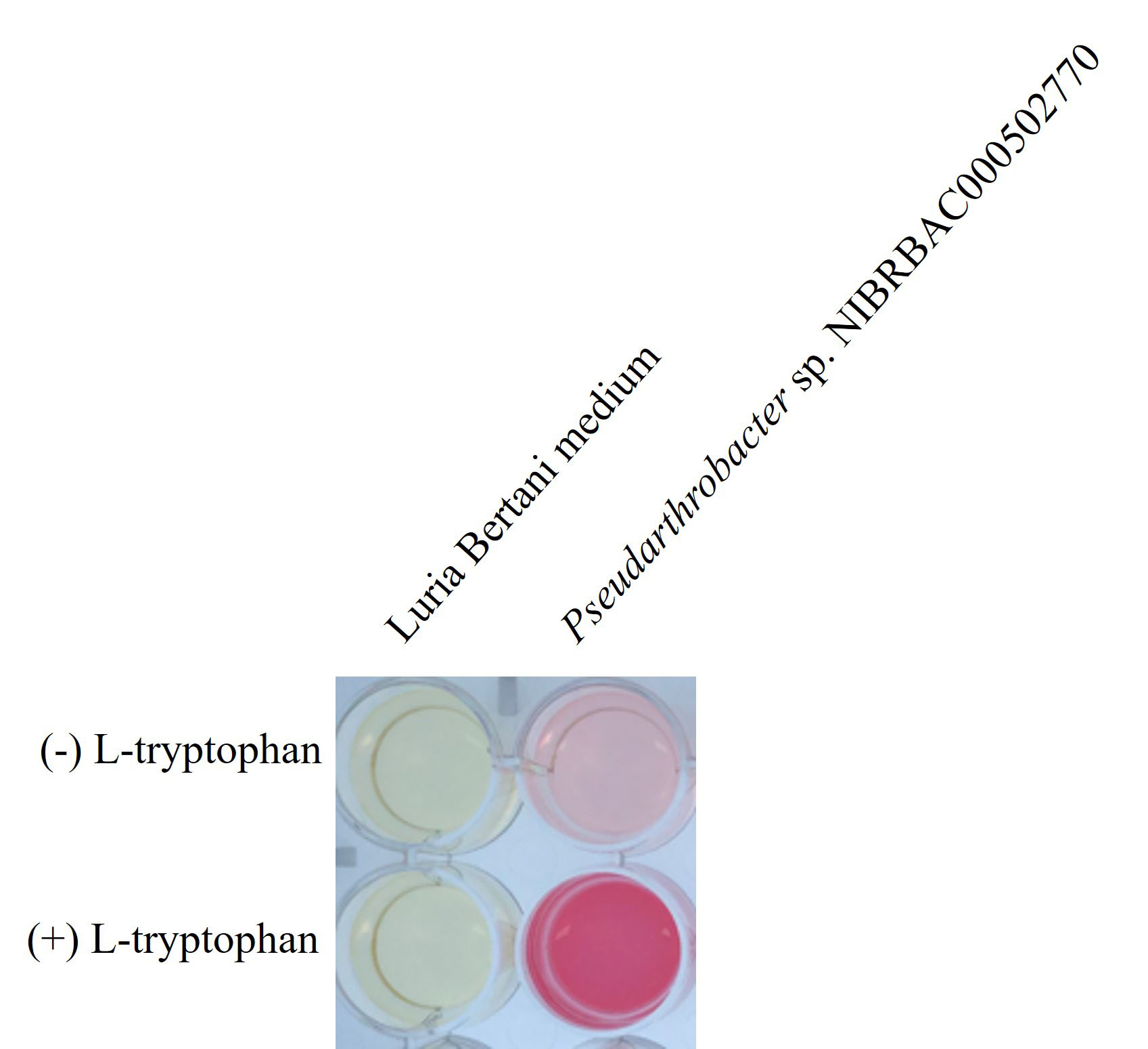 Complete genome sequence of Pseudarthrobacter sp. NIBRBAC000502770 from coal mine of Hongcheon on Republic of Korea.