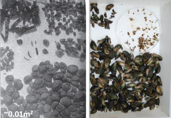 Multiple invasions decimate the most imperiled freshwater invertebrates.