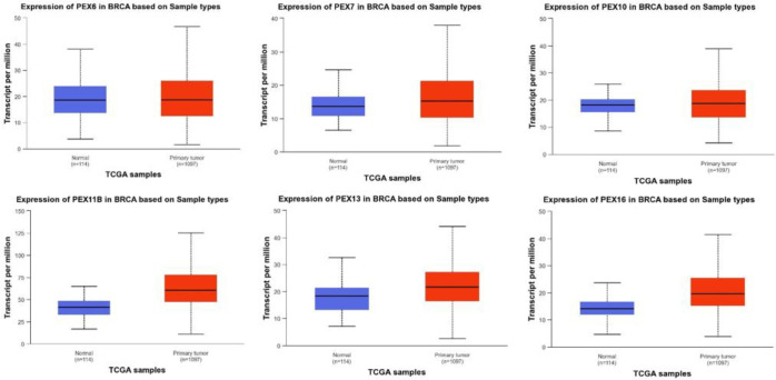 Bioinformatics Analysis of Peroxisomal Biogenesis Factor Proteins in Breast Malignancy for Introducing Potential Prognostic Biomarkers.