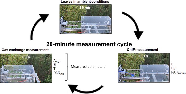 Field integration of shoot gas-exchange and leaf chlorophyll fluorescence measurements to study the long-term regulation of photosynthesis in situ.