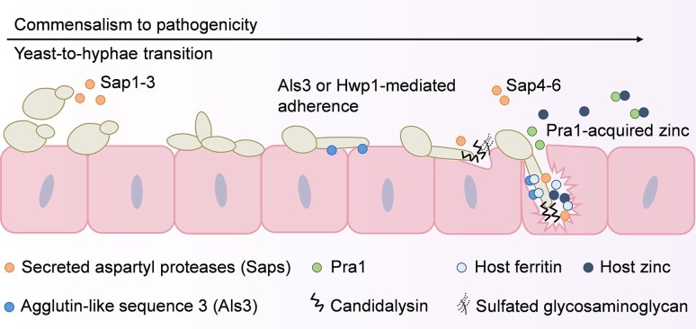 Vaginal Candida albicans infections: host-pathogen-microbiome interactions.