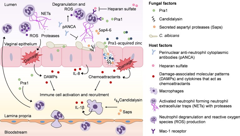 Vaginal Candida albicans infections: host-pathogen-microbiome interactions.