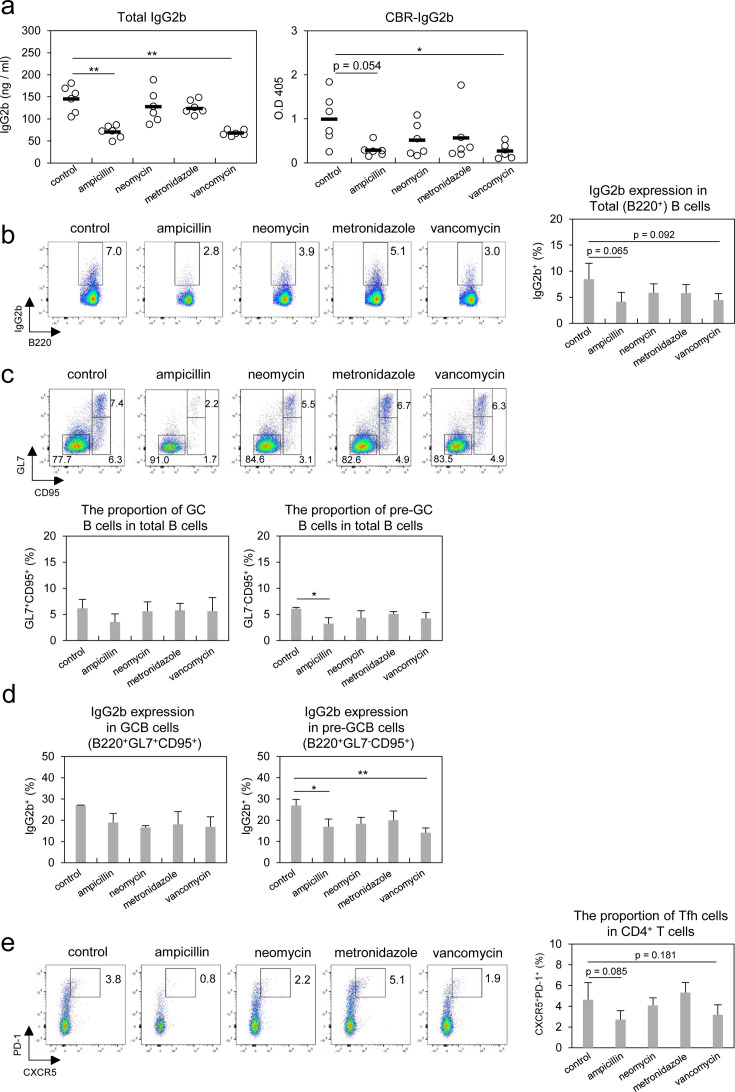 The constitutive presence of commensal bacteria contributes to the abundance of cecal IgG2b<sup>+</sup> B cells and the supply of serum IgG2b reactive to commensal bacteria in adult mice.