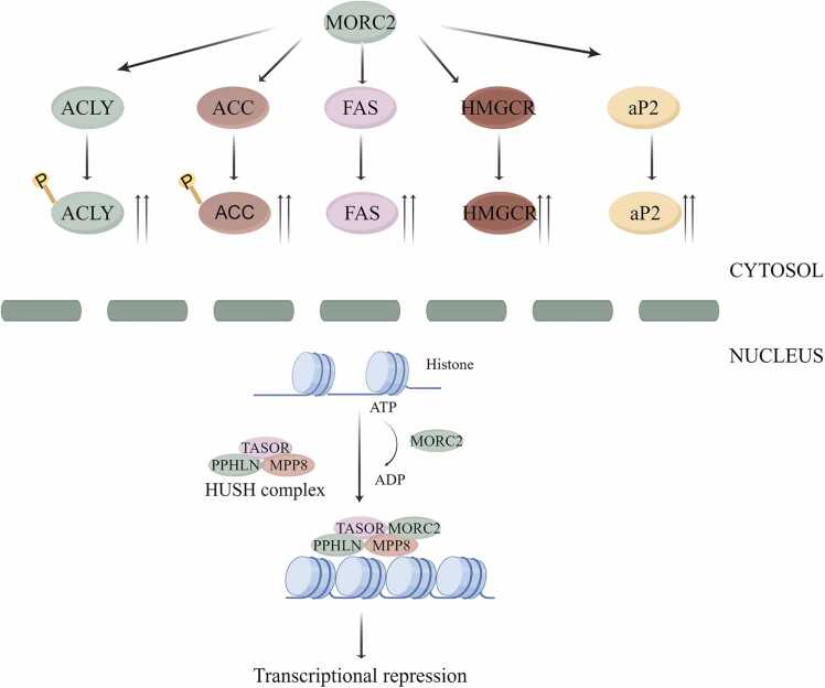 Biological functions and molecular mechanisms of MORC2 in human diseases