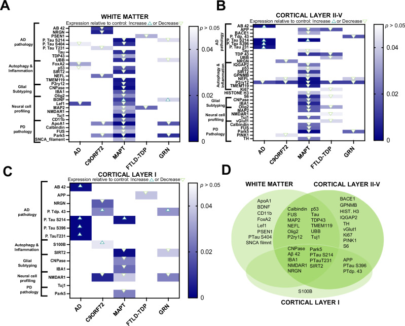 Multiplex digital spatial profiling identifies subregion dependent targeted proteome changes across variants of dementia.