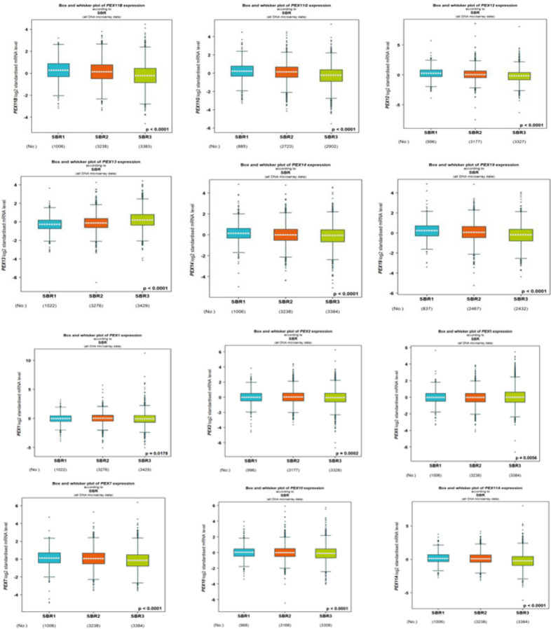 Bioinformatics Analysis of Peroxisomal Biogenesis Factor Proteins in Breast Malignancy for Introducing Potential Prognostic Biomarkers.