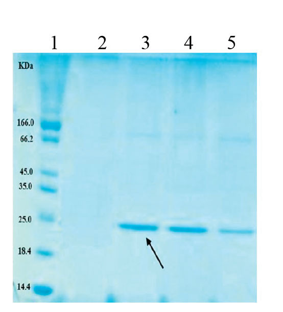 <i>In vitro</i> Evaluation of the Cytotoxic Effects of a Recombinant form of the Soluble Mutant IL-6 Receptor on an Ovarian Cancer Cell Line.