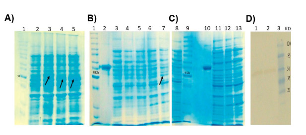<i>In vitro</i> Evaluation of the Cytotoxic Effects of a Recombinant form of the Soluble Mutant IL-6 Receptor on an Ovarian Cancer Cell Line.