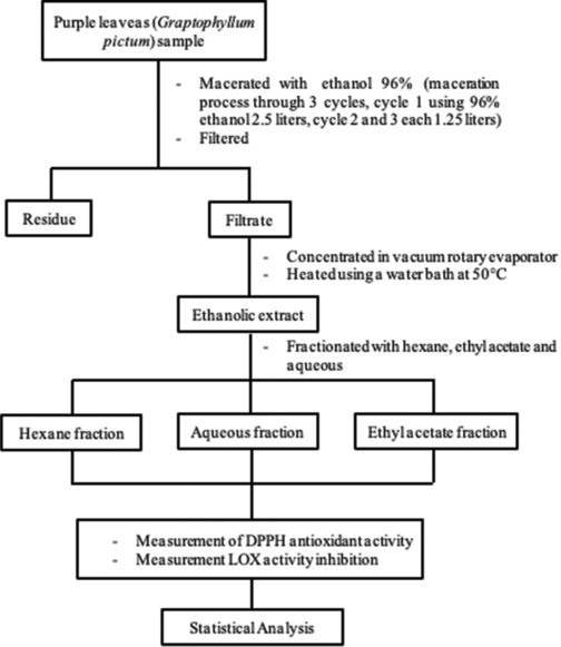 Fractionation of an ethanolic extract of purple leaves (<i>Graptophyllum pictum</i>) with antioxidant and lipoxygenase activity inhibition assay.