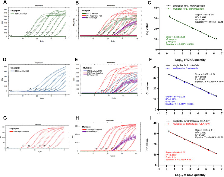 A one-step multiplex qPCR assay for simultaneous identification and quantification of Leishmania martiniquensis and Leishmania orientalis/Leishmania chancei and detection and quantification of trypanosomatids in clinical samples.