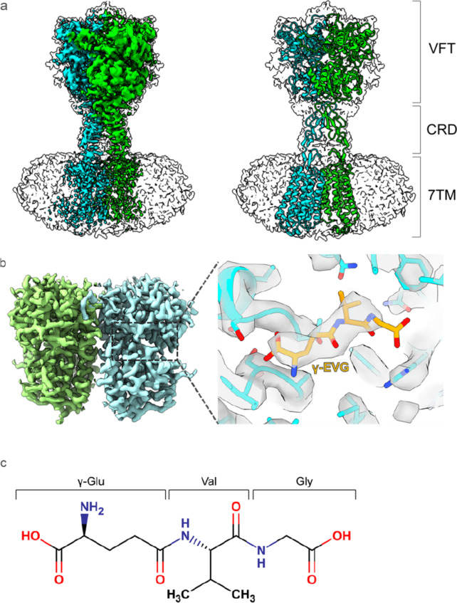Cryo-EM structure of the calcium-sensing receptor complexed with the kokumi substance γ-glutamyl-valyl-glycine.