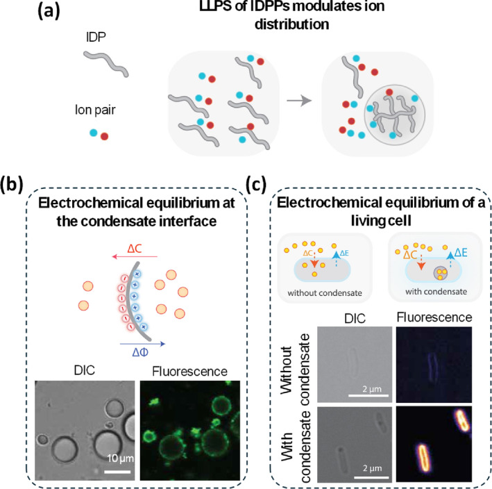 Spontaneous Self-Organized Order Emerging From Intrinsically Disordered Protein Polymers.