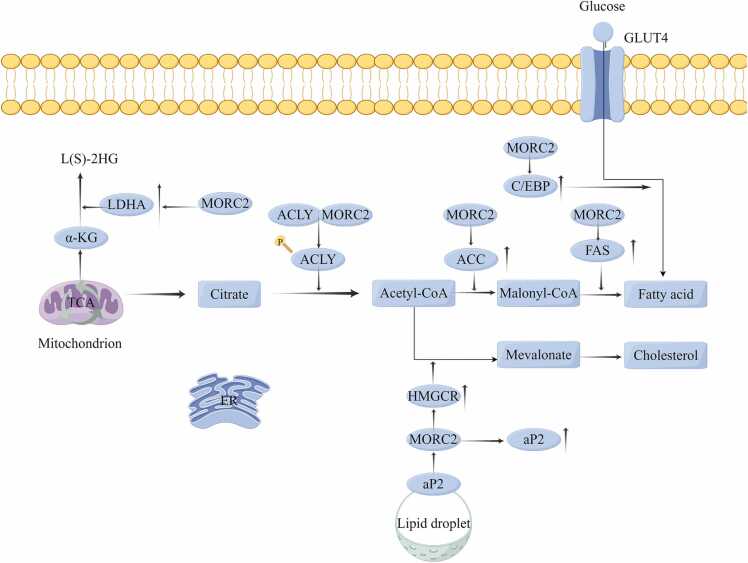 Biological functions and molecular mechanisms of MORC2 in human diseases