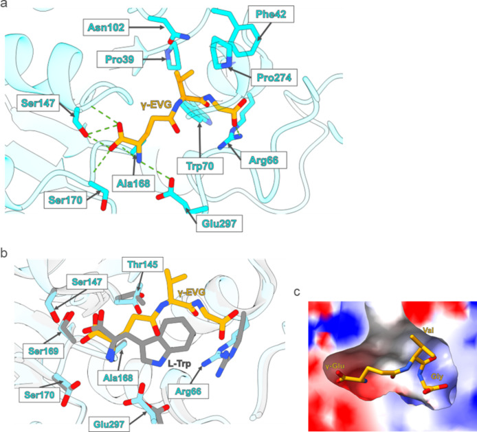 Cryo-EM structure of the calcium-sensing receptor complexed with the kokumi substance γ-glutamyl-valyl-glycine.