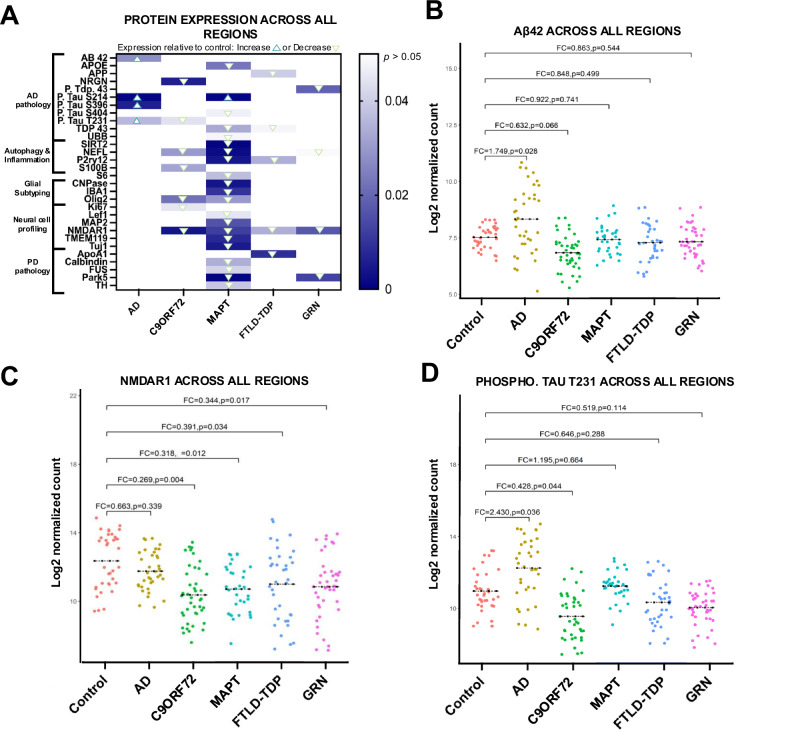 Multiplex digital spatial profiling identifies subregion dependent targeted proteome changes across variants of dementia.