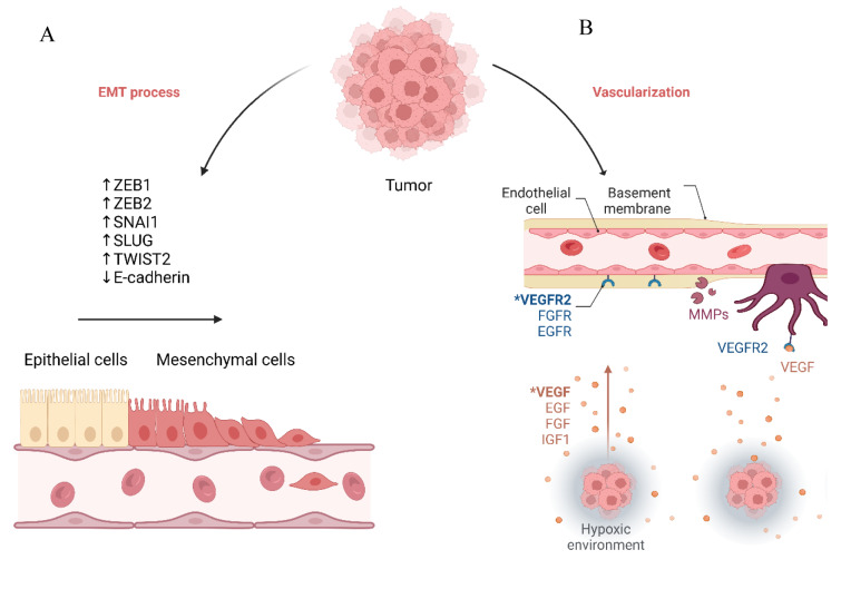 Competing endogenous RNA networks in ovarian cancer: from bench to bedside.