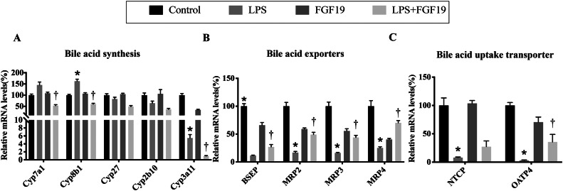 Intestine-derived fibroblast growth factor 19 alleviates lipopolysaccharide-induced liver injury by regulating bile acid homeostasis and directly improving oxidative stress