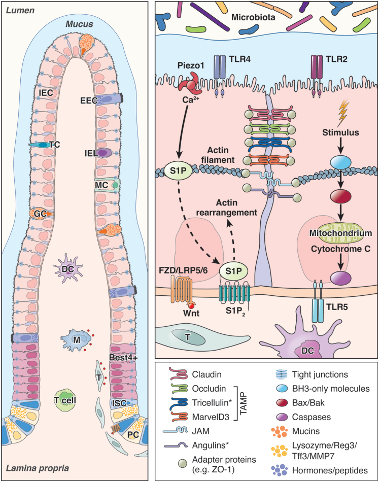Wall of Resilience: How the Intestinal Epithelium Prevents Inflammatory Onslaught in the Gut