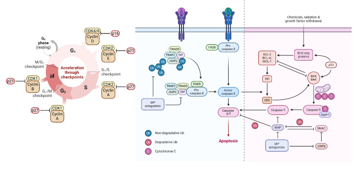 Competing endogenous RNA networks in ovarian cancer: from bench to bedside.