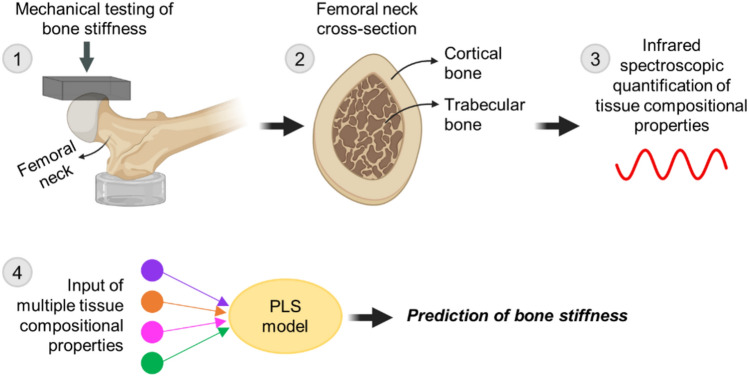 The Multifactorial Relationship Between Bone Tissue Water and Stiffness at the Proximal Femur.