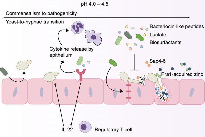 Vaginal Candida albicans infections: host-pathogen-microbiome interactions.