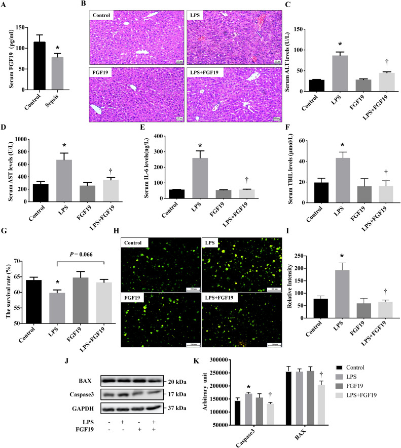 Intestine-derived fibroblast growth factor 19 alleviates lipopolysaccharide-induced liver injury by regulating bile acid homeostasis and directly improving oxidative stress