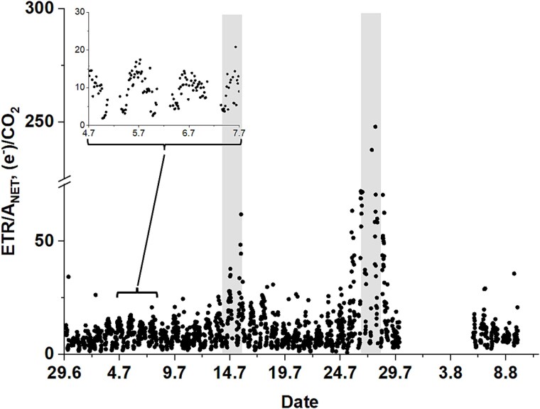 Field integration of shoot gas-exchange and leaf chlorophyll fluorescence measurements to study the long-term regulation of photosynthesis in situ.