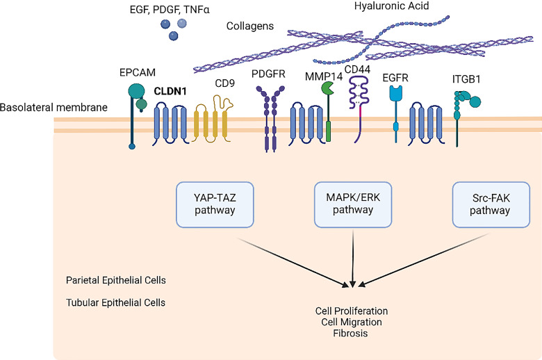 Exploring the Critical Role of Tight Junction Proteins in Kidney Disease Pathogenesis.