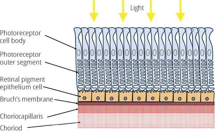Age-related macular degeneration (AMD): an introduction.