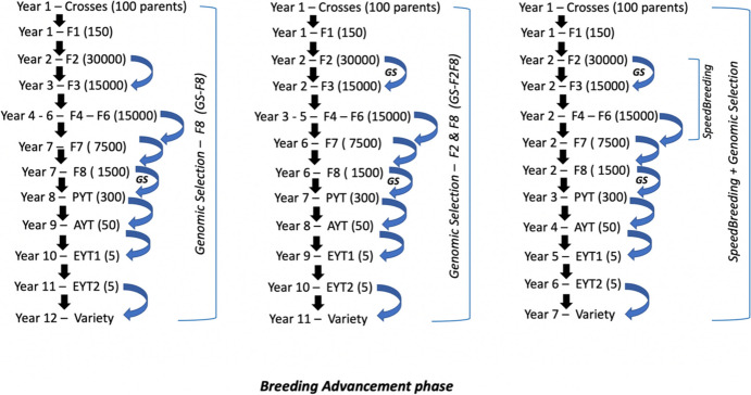 Evaluating genomic selection and speed breeding for Fusarium head blight resistance in wheat using stochastic simulations.