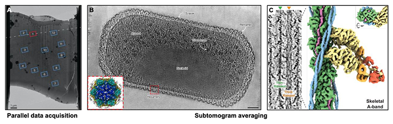 Structural biology inside multicellular specimens using electron cryotomography.