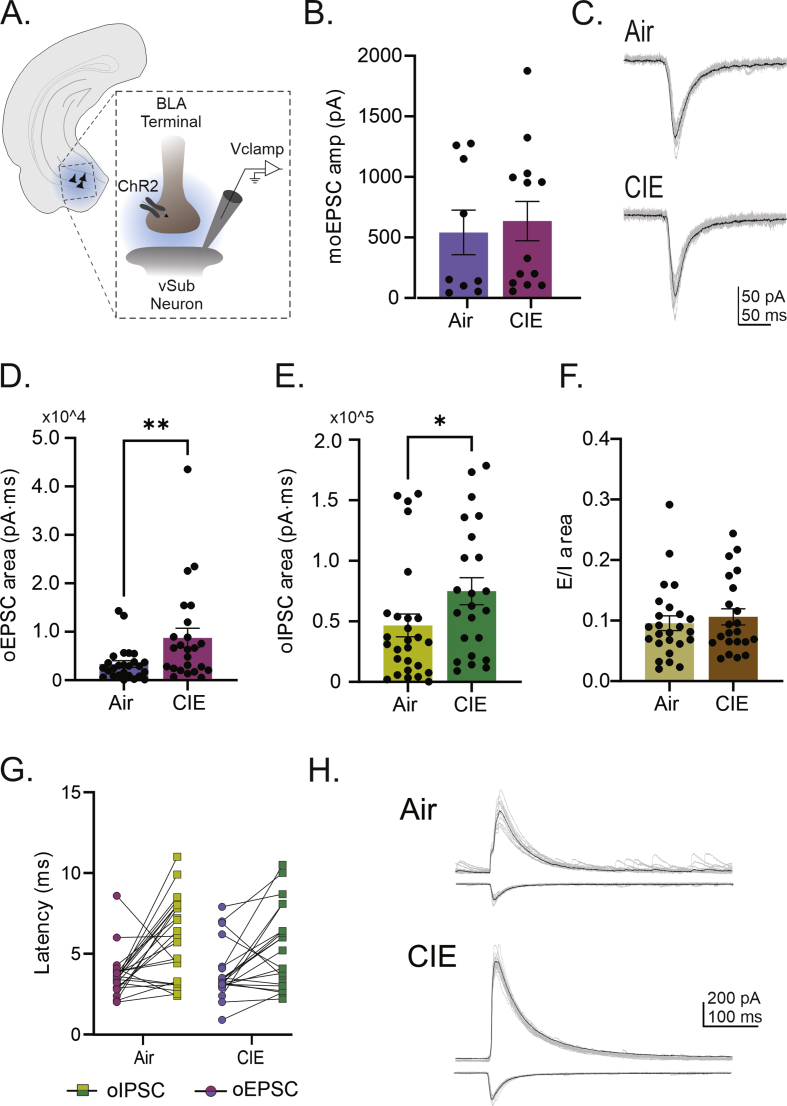 Elevated GABAergic neurotransmission prevents chronic intermittent ethanol induced hyperexcitability of intrinsic and extrinsic inputs to the ventral subiculum of female rats